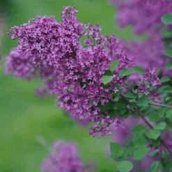 Bloomerang® Dark Purple Reblooming Lilac -Great Garden Plants SyringaBloomerangDarkPurpleDSC03180 800x800 64476ad