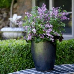 Bloomerang® Dark Purple Reblooming Lilac -Great Garden Plants SyringaBloomerangDarkPurpleIMG 8948 800x800 b73a99c