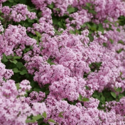 Bloomerang® Purpink™ Lilac -Great Garden Plants SyringaBloomerangPurpinkP1173775 1080x1080 2bc730b 8740d8cd fcf7 4039 8c7c dec9ed16072e