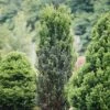 Stonehenge® Yew 2 Stonehenge® Yew -Great Garden Plants Taxus Stonehenge 1