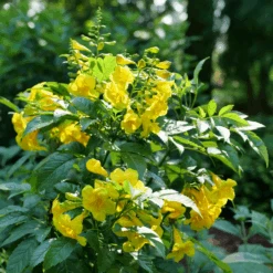 Chicklet™ Gold Trumpet Bush 8 Chicklet™ Gold Trumpet Bush -Great Garden Plants TecomaChickletGoldP1072176 800x800 ee6a705