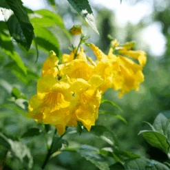 Chicklet™ Gold Trumpet Bush 7 Chicklet™ Gold Trumpet Bush -Great Garden Plants TecomaChickletGoldP1072192 800x800 34f7f6b