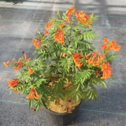 Chicklet™ Orange Trumpet Bush -Great Garden Plants TecomaChickletOrangeIMG 2118