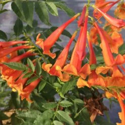 Chicklet™ Orange Trumpet Bush -Great Garden Plants TecomaChickletOrangeIMG 2119