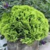Anna's Magic Ball® Arborvitae -Great Garden Plants Thuja Annas Magic Ball 1 P 46429b42 01c2 44e2 8bda f0a54b055e98 sw