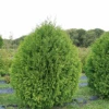 Cheer Drops™ Arborvitae -Great Garden Plants ThujaCheerDropsDSC03235LR sw
