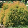 Fire Chief™ Arborvitae -Great Garden Plants ThujaFireChiefConardPyle1 1000x1000 17cd298