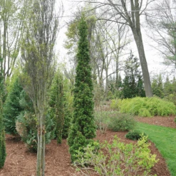 Sting™ Arborvitae 8 Sting™ Arborvitae -Great Garden Plants ThujaStingDSC08025 800x800 53ffe22