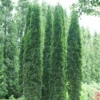 Full Speed A Hedge® 'Thin Man' Arborvitae 1 Full Speed A Hedge® 'Thin Man' Arborvitae -Great Garden Plants ThujaoccidentalisThinManDSC06676 800x800 460e2e4