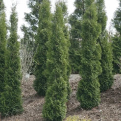 Full Speed A Hedge® 'Thin Man' Arborvitae -Great Garden Plants ThujaoccidentalisThinManIMG 1635 800x800 fdbdd36