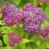 Double Play® Dolly™ Spirea -Great Garden Plants Verycloseviewoflightpurplepinkflowers yythkg