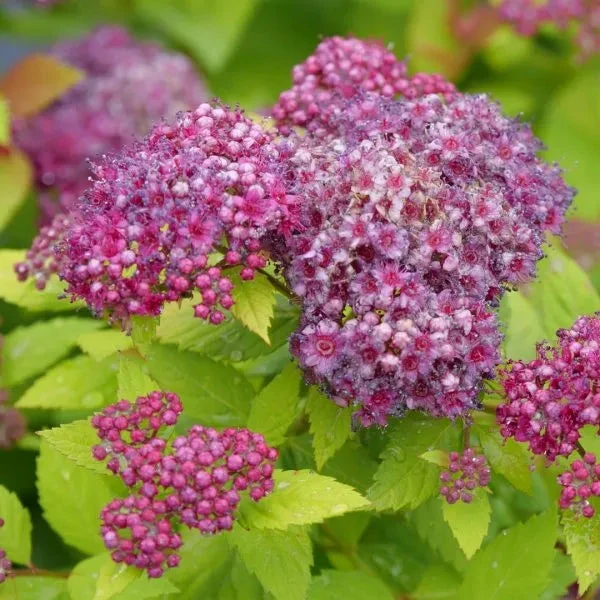 Double Play® Dolly™ Spirea 3 Double Play® Dolly™ Spirea