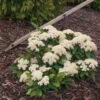 Lil Ditty® Dwarf Viburnum 2 Lil Ditty® Dwarf Viburnum -Great Garden Plants Viburnum Lil Ditty 1 P