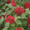 Red Balloon® Lantanaphyllum Viburnum -Great Garden Plants Viburnum Red Balloon 3