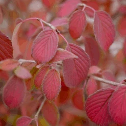 Steady Eddy™ Doublefile Viburnum -Great Garden Plants ViburnumSteadyEddyP1200090 800x800 35f2d0e