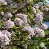 Spice Girl® Koreanspice Viburnum -Great Garden Plants ViburnumcarlesiiSpiceGirlP1075139SQ