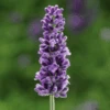 'Vintro Blue’ English Lavender -Great Garden Plants VintroBlueLavender