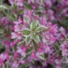 My Monet Purple Effect® Weigela -Great Garden Plants Weigela My Monet Purple Effect 1 P