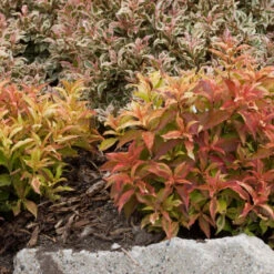 My Monet® 'Sunset' Weigela