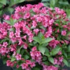 Snippet® Dark Pink Weigela -Great Garden Plants Weigela Snippet Dark Pink 1 P