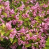 Snippet Lime® Weigela 2 Snippet Lime® Weigela -Great Garden Plants Weigela Snippet Lime 2 P