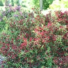 Sonic Bloom® Red Weigela 1 Sonic Bloom® Red Weigela -Great Garden Plants Weigela Sonic Bloom Red 1 P