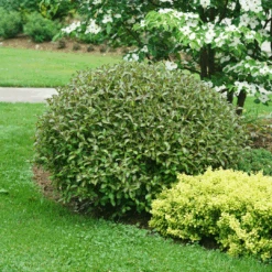 Vinho Verde® Weigela -Great Garden Plants WeigelaVinhoVerdeDSC06844 1080x1080 2115877