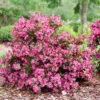 Sonic Bloom Punch™ Weigela -Great Garden Plants Weigela Sonic Bloom Punch P1214263
