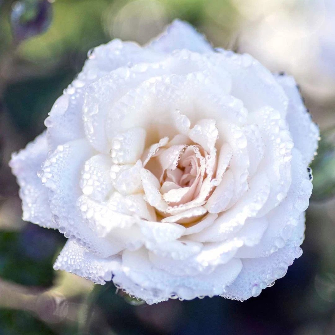 White Drift® Rose 3 White Drift® Rose