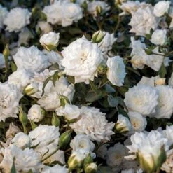White Drift® Rose 6 White Drift® Rose -Great Garden Plants WhiteDrift Rose 2