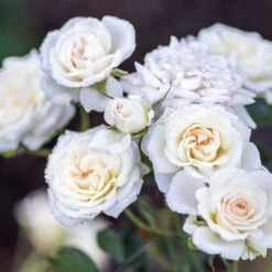 White Drift® Rose 7 White Drift® Rose -Great Garden Plants WhiteDrift Rose 3
