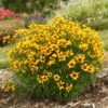 Designer Threads™ 'Golden Needles' Tickseed -Great Garden Plants a0a311f0306614d46c2540eaa818175f
