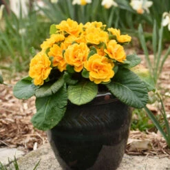 Bouquet Perfect™ 'Mandarin' Primrose 7 Bouquet Perfect™ 'Mandarin' Primrose -Great Garden Plants a20290eaa51c635a80390eab2148cd2e