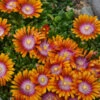 Fire Spinner® Ice Plant -Great Garden Plants a4c83f2c6e52d6d27d9fc2c4405feb19