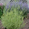 Platinum Blonde™ Lavender -Great Garden Plants a66301a91b07417a013723974b82e0c2 9e841bb9 621c 45c4 8ae0 a12bfaba062a
