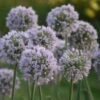 'Bobblehead' Allium -Great Garden Plants a721d74d7295f96fc06424db59fda113