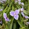 'Webmaster' Spiderwort -Great Garden Plants aa7c482d190ecfec15c459286466f6f0
