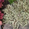 Japanese Painted Fern -Great Garden Plants aceb9b3ccd43acbc53946ab9efaaa8fe