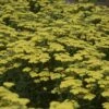 'Firefly Sunshine' Yarrow -Great Garden Plants achillea firefly sunshine yarrow 1 sw