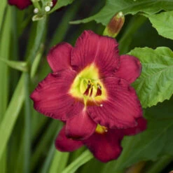 'Pardon Me' Daylily 8 'Pardon Me' Daylily -Great Garden Plants aec67857338f32b0b78ea7cd5cb76e30