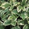 Variegated Bishop's Weed -Great Garden Plants aegopodium variegatum bishops weed 1 sw