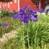 'Blue Yonder' Lily-of-the-Nile -Great Garden Plants agapanthus blue yonder 1 sw