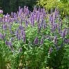 'Blue Boa' Hummingbird Mint -Great Garden Plants agastache blue boa 1 5db46072 3e94 4154 9b1e 77a9784b8e4f sw