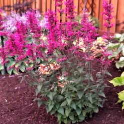 Great Garden Plants 7 'Morello' Hummingbird Mint