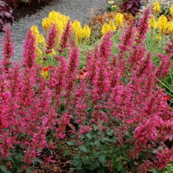 Great Garden Plants -Great Garden Plants agastache morello 2 P