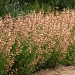 Meant To Bee™ Queen Nectarine Hummingbird Mint 10 Meant To Bee™ Queen Nectarine Hummingbird Mint -Great Garden Plants agastache queen nectarine