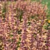 Meant To Bee™ Queen Nectarine Hummingbird Mint -Great Garden Plants agastache queen nectarine apj21 1