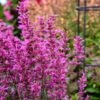 Meant To Bee™ Royal Raspberry Hummingbird Mint -Great Garden Plants agastache royal raspberry pollinator apj21