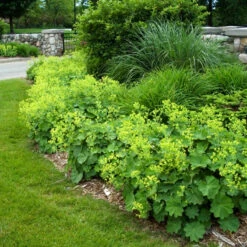 Lady's Mantle -Great Garden Plants alchemilla mollis ladys mantle 4