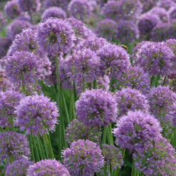 'Serendipity' Allium -Great Garden Plants allium serendipity german garlic 2 P